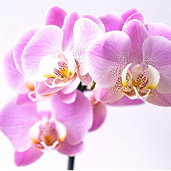 Les orchidees
