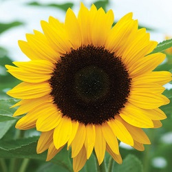 Sun Flower