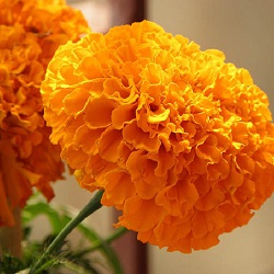 Marigold