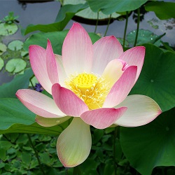 Lotus