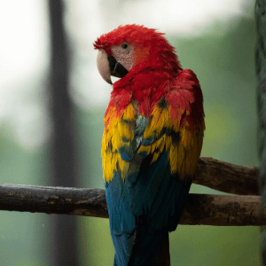 Burung Kakak Tua